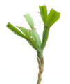 Grafted Plant